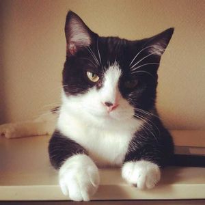 他的喵的不喜欢我