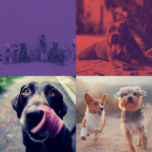 安静的放松的狗声音