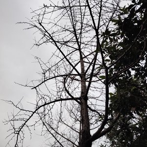 原来我也会痛（翻自 长痛思绪）