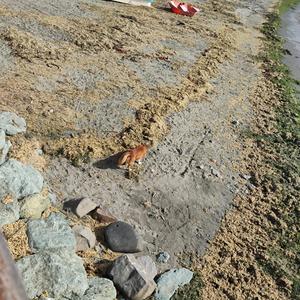 Santiago Acento (feat. Pita)