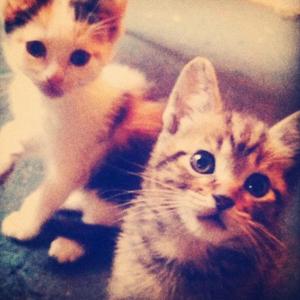 fried (feat. sl4yyer!)