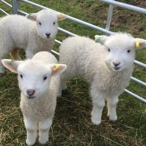 嘿关于爱（cover：阿肆）