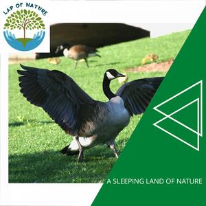 Distant Waves of Tomorrow