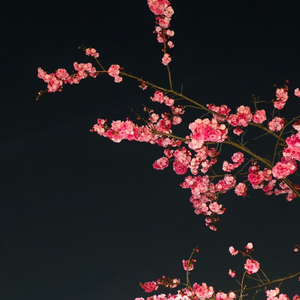 结束是我的选择，但想结束的人不是我