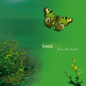 Anoitecer na Floresta