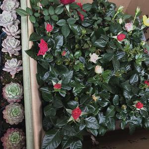 韩梅雪竹（feat.Lean.C)