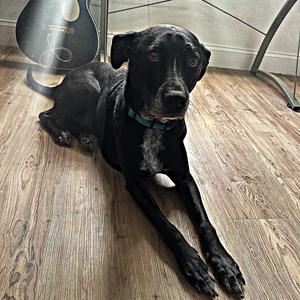 YOU HAVE REACHED THE VOICEMAIL OF THE SUICIDE HOTLINE