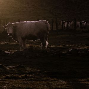 Coffee Steam and Creative Inspiration