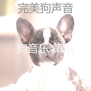 温和训练犬梦想