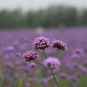 蝴蝶胃里的花粉