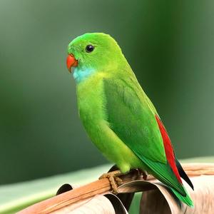 Parakeet 2273