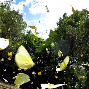 诺基亚铃声（From the rolingtone waltz)）