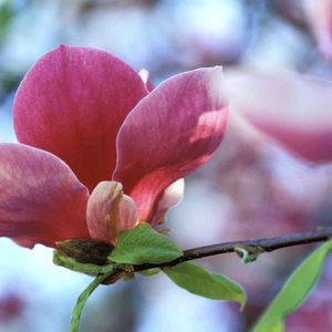 微风星光下的思念