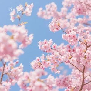 樱花语