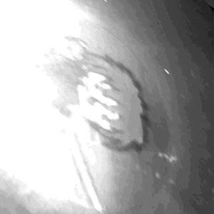 DY1NG