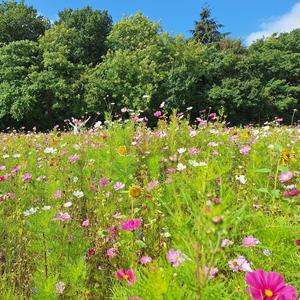 Number thirteen selfheal polka
