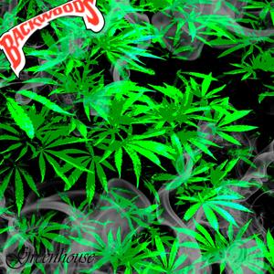 Solanaceae (feat. mortox.)