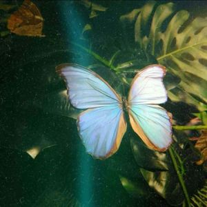 单晶硅（prod by DaveBeats）