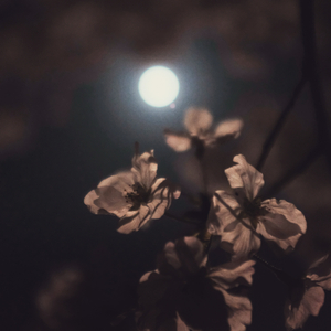 Flowers Grow from Rain (Instrumental)