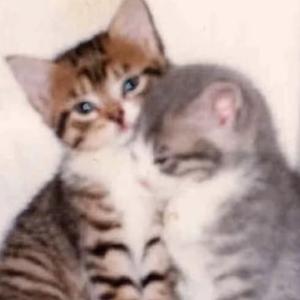 我说的话你没听清