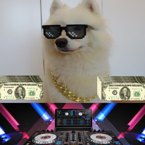 当你不在家时狗在打碟