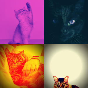优美小猫器乐
