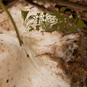 Chiromantis Xerampelina Bioglop (The Ivory Lair)