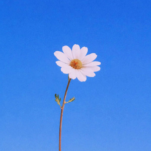 Daisy Under the Blue Sky