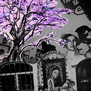 Jacarandas (Demo)