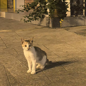 大黄狗与离别的忧愁