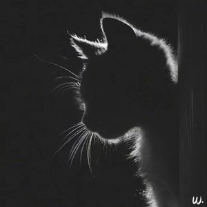 有编号的猫