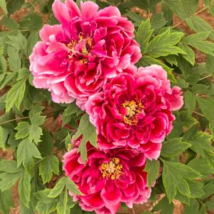 花不奉赵