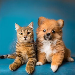 Vibraciones De Sueño Para Mascotas Tranquilas