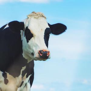 牧母牛（prod.ICE TEA）