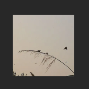 "飞鸟"空灵&氛围感中国风Beat