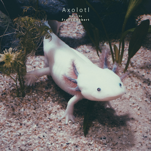 Axolotl