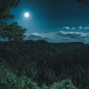 杨花落尽子规啼