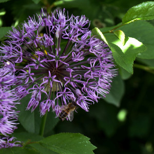 Mzungu (Original Mix)