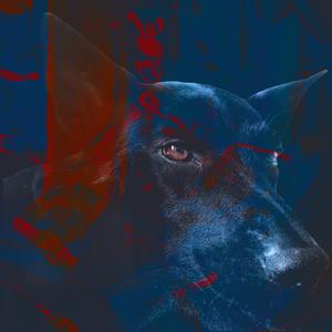 野犬