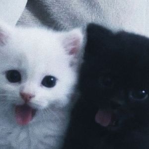 [Trap]"释怀"网感 x Vocal Sample Type Beat