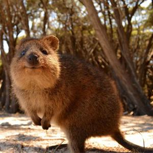 Quokka