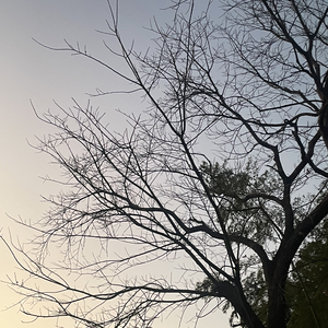 惧