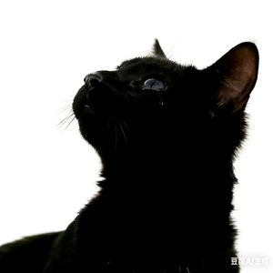 那句没说出口的喜欢