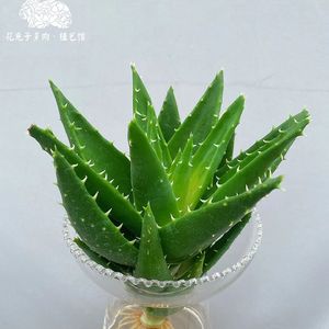 《竖琴与自然声中的萌宠治愈之境091