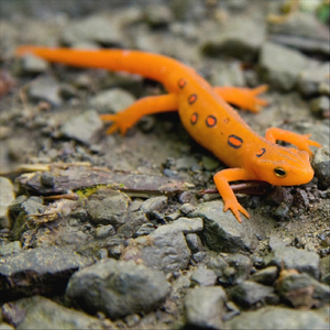 Henrietta (feat. Rob W Carlson)