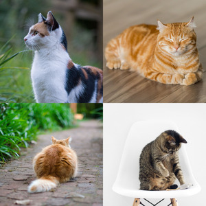 诗意的可爱猫咪节奏