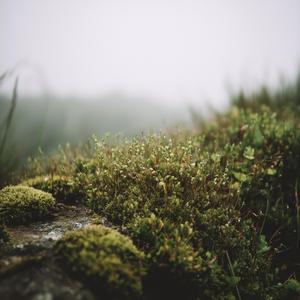 A Spell for a Quiet Mind