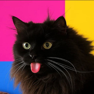 Jora cat