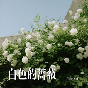 白色的蔷薇