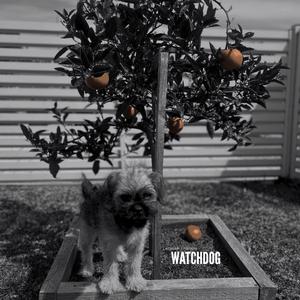Watchdog